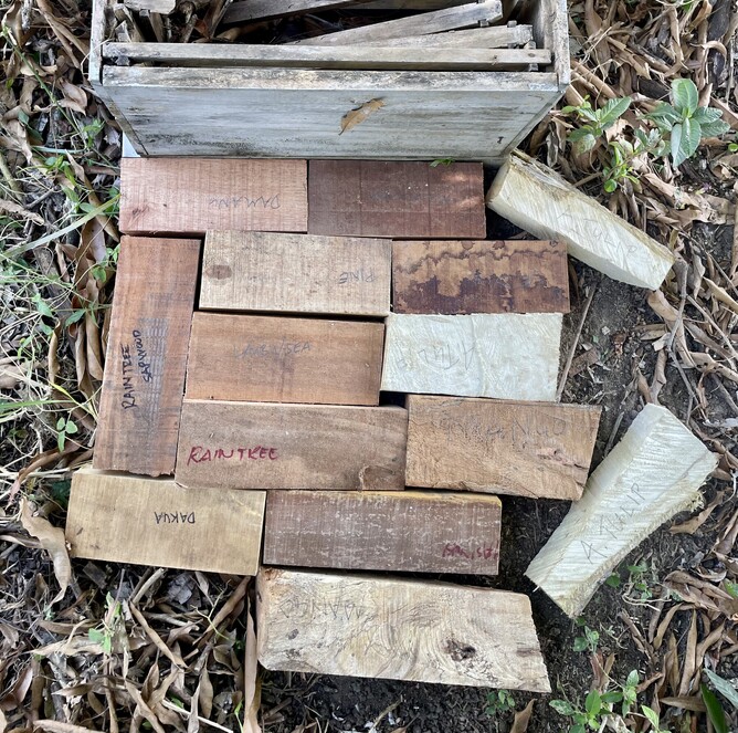 A range of Fijian timber samples over active termites, which one will they like the most?