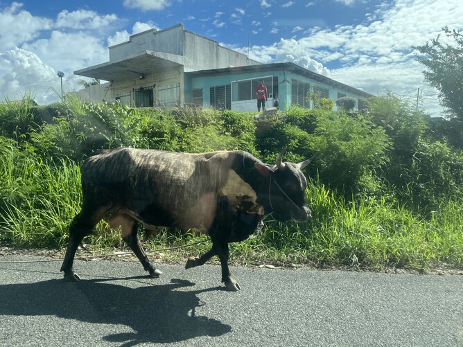 Road hazards like this are a daily occurrence... we actually had a goat run into our truck recently, but that's another story.
