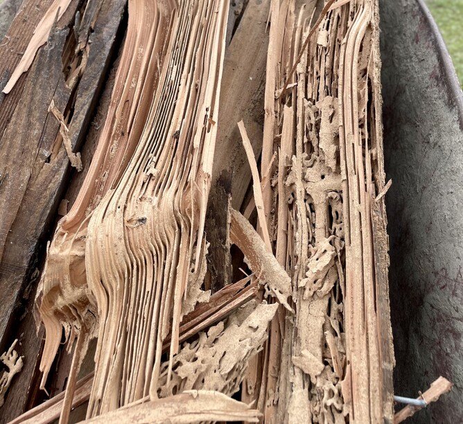 A picture of the destruction termites are causing to buildings in Fiji.