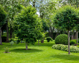 Trees