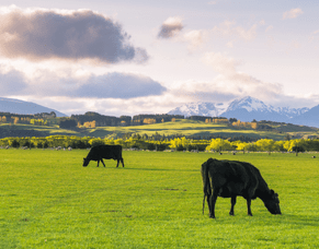 Sustainable Ingredient Sourcing at 360 Foods