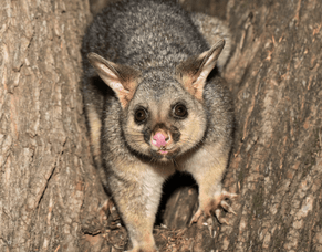 Wairarapa Pest Animal Discussion