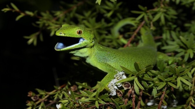 Barking Gecko