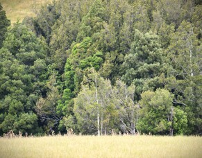 Native Forests Workshop