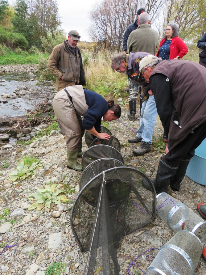 Maddy from Mountains to Sea checks the fish net with members of the Upper Waipoua Kaitiaki Group