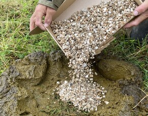 Tiny but mighty: Dung beetles released in Whareama