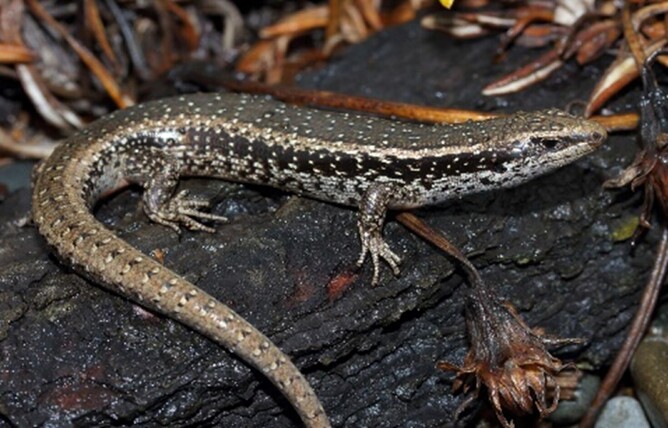 Northern Spotted Skink