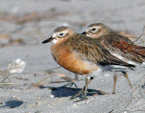 Partners creating action