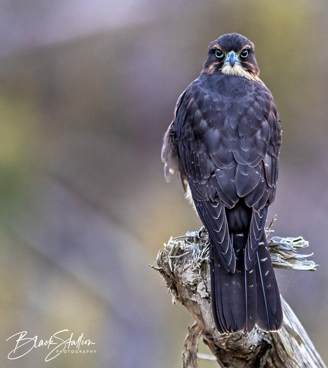 This image was selected as the ideal image for the project as while the head is turned around to make contact with the viewer, the beautiful patterning of the feathers down its back and the contour lines of its folded wings and tail is clearly visible.