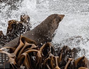 2025 Desktop Wallpapers