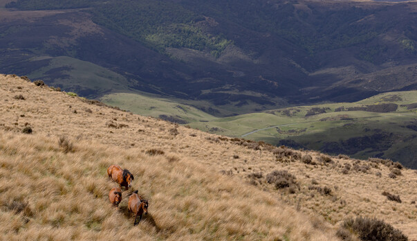 Kaimanawa Horses