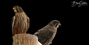 Mating New Zealand Falcon (Kārearea)