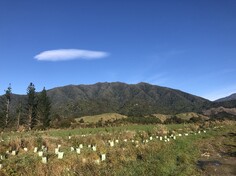 REVEGETATION - OkGrow can work with you for all Restoration / Revegetation and Riparian planting  projects.  We offer advice on what plant species are best suited to your location and what numbers are needed, maintenance and cost. 