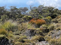 PLANT PLAN     - Please contact us for site visit, consultation and planting advice. For small or  big landscaping and garden projects we can offer a planting plan or a full  landscaping contract.