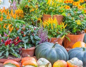 Horse Manure - great fertiliser thats FREE!