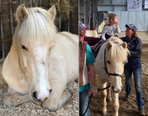 Bobby, the Icelandic horse with a very different career!
