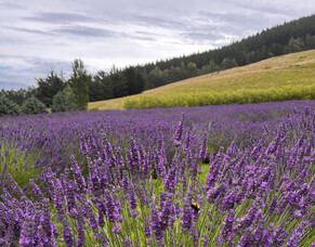 Let&rsquo;s Grow Lavender: A Guide for Beginners