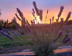 How to dry lavender