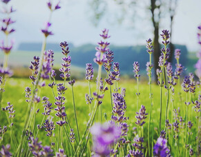 Lavender Around The Home &amp; Garden