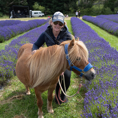 lavender festival gallery lady and pony on lavender fields