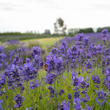 lavender festival gallery lavender row