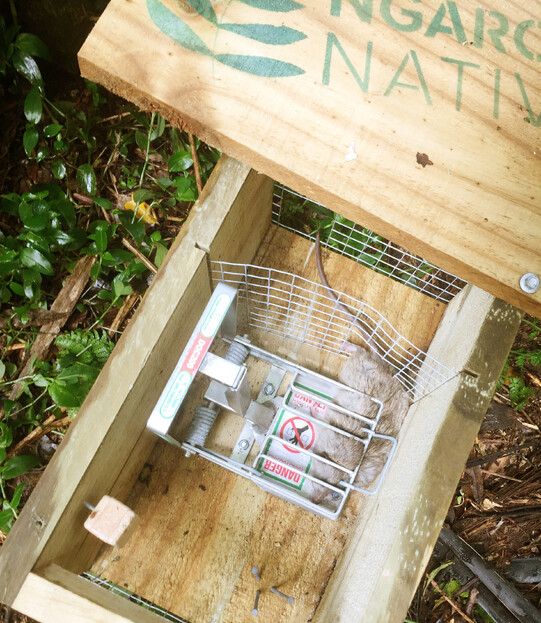 Image of pest control by Ngaroma Natives. Waikato, New Zealand