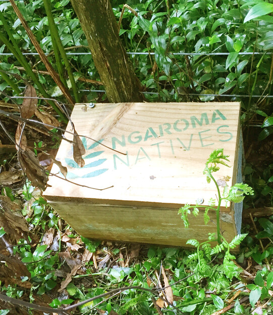 Image of pest control by Ngaroma Natives. Waikato, New Zealand