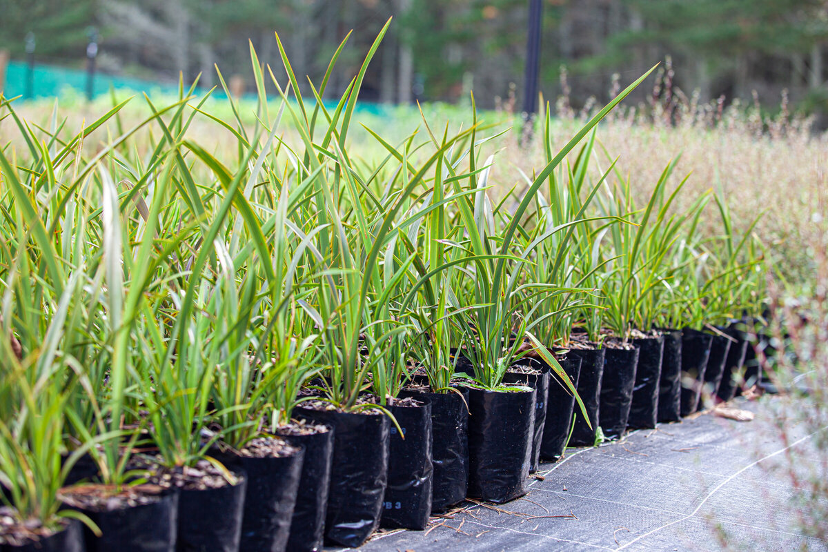 Native Plants Ngaroma Natives I King Country & Waikato