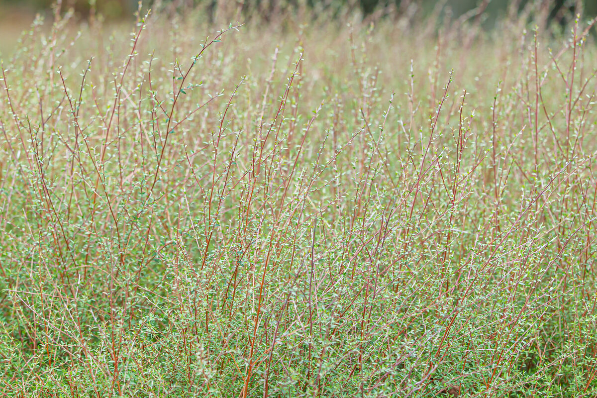 Native Plants Ngaroma Natives I Waikato & King Country