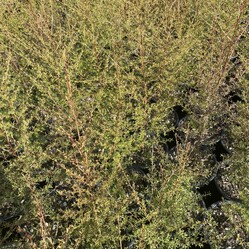 Native plants grown by Ngaroma Natives. Nursery in Ngaroma, King Country, New Zealand. Image of Kanuka