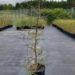 Native plants grown by Ngaroma Natives. Nursery in Ngaroma, King Country, New Zealand. Image of Putaputaweta - Marbleleaf