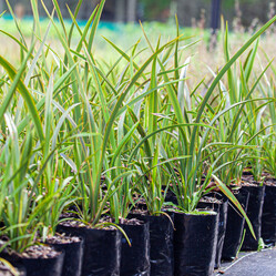 Native plants grown by Ngaroma Natives. Nursery in Ngaroma, King Country, New Zealand. Image of Harakeke - Flax