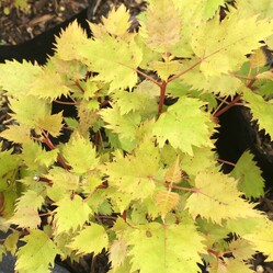 Native plants grown by Ngaroma Natives. Nursery in Ngaroma, King Country, New Zealand. Image of Makomako - Wineberry