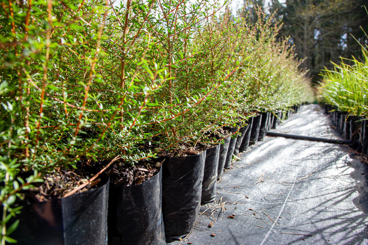 Native Plants Ngaroma Natives I King Country & Waikato