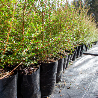 Native plants grown by Ngaroma Natives. Nursery in Ngaroma, King Country, New Zealand. Natives for restoration & revegation planting.