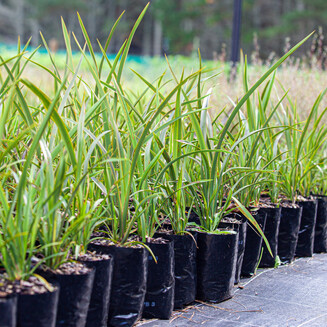 Native plants grown by Ngaroma Natives. Nursery in Ngaroma, King Country, New Zealand. Natives for riparian and wetland planting.