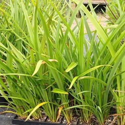 Native plants grown by Ngaroma Natives. Nursery in Ngaroma, King Country, New Zealand. Image of Manuka.