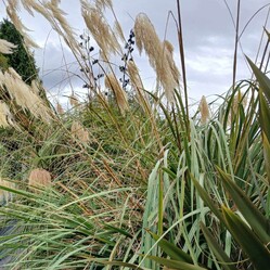 Native plants grown by Ngaroma Natives. Nursery in Ngaroma, King Country, New Zealand. Image of Kahikatea