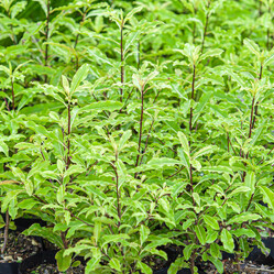 Native plants grown by Ngaroma Natives. Nursery in Ngaroma, King Country, New Zealand. Image of Koromiko