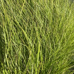 Native plants grown by Ngaroma Natives. Nursery in Ngaroma, King Country, New Zealand. Image of Carex Virgata