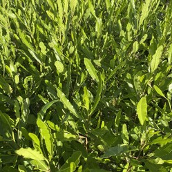 Native plants grown by Ngaroma Natives. Nursery in Ngaroma, King Country, New Zealand. Image of Carex Virgata