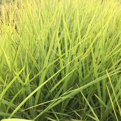 Native plants grown by Ngaroma Natives. Nursery in Ngaroma, King Country, New Zealand. Image of Ti Kouka - Cabbage Tree