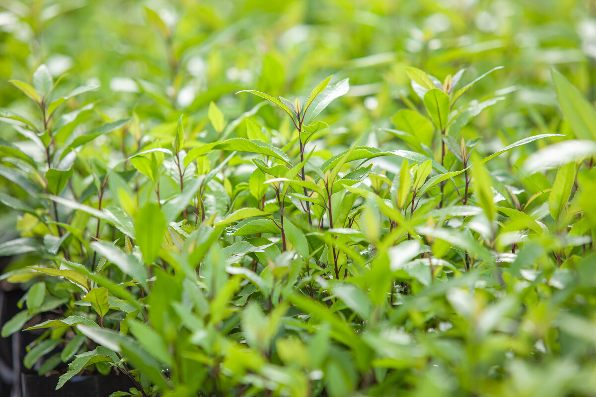Native Plants Ngaroma Natives I King Country & Waikato
