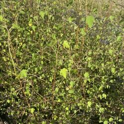 Native plants grown by Ngaroma Natives. Nursery in Ngaroma, King Country, New Zealand. Image of Carex Secta