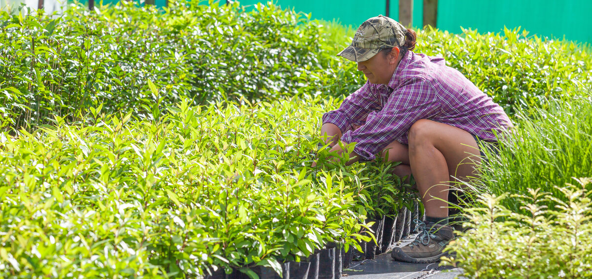 Native Plants Ngaroma Natives I King Country & Waikato