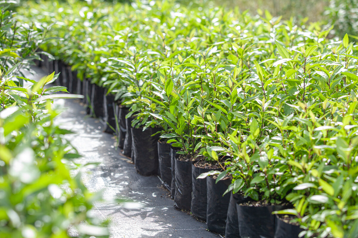 Native Plants Ngaroma Natives I Waikato & King Country