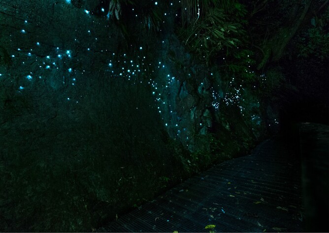 Waitomo Glow Worm Caves