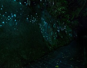 Discover the Waitomo Glow-Worm Caves