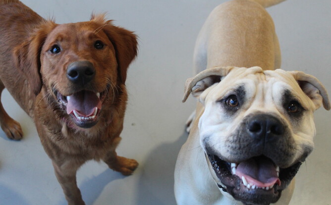 is doggie daycare bad for dogs