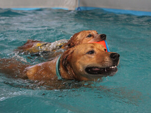 SWIMMING LESSONS